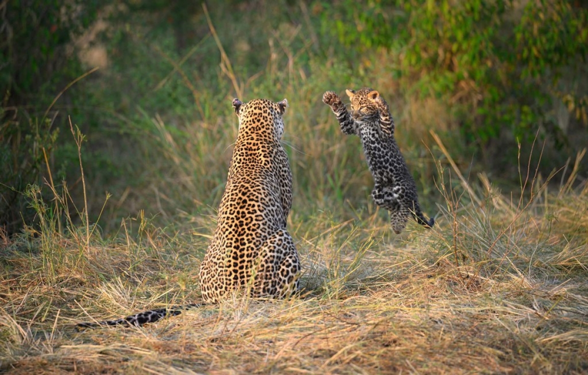 Kenya Big Five Safari