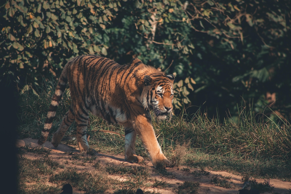 From New Delhi: 2-Day Ranthambore Tiger Safari with tranfers