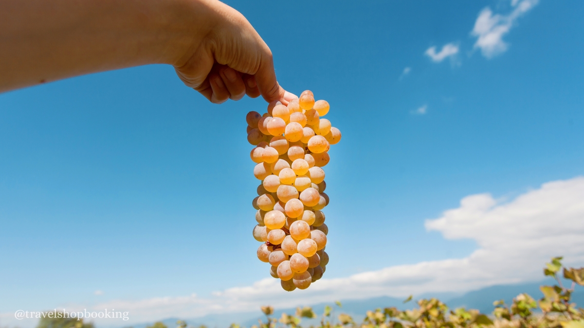 3 Day Kakheti Wine Tour from Tbilisi – Exclusive Georgian Wine Experience
