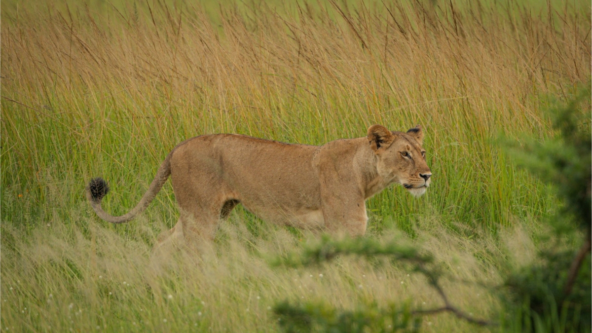 Unforgettable Mikumi day safari from Zanzibar