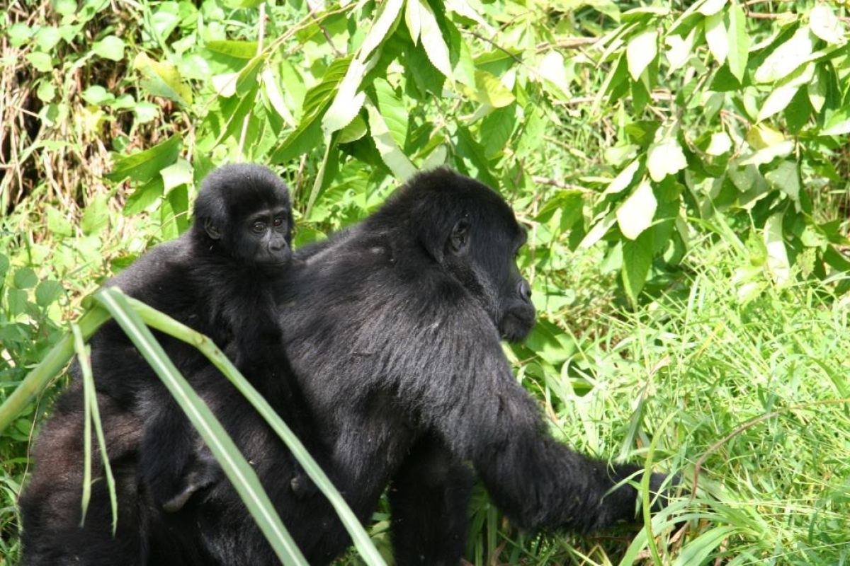 5-Day Uganda Safari Lake Mburo & Bwindi