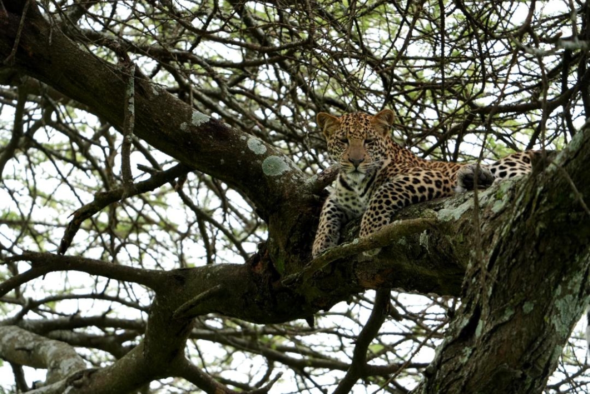 4-Day Shared Safari Experience Tanzania Northern Route