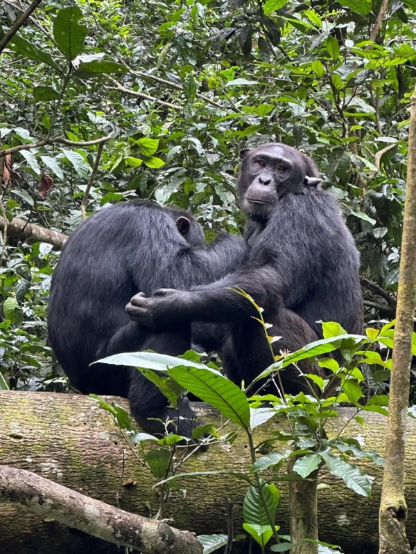 5-Day Murchison Falls & Kibale Safari Adventure