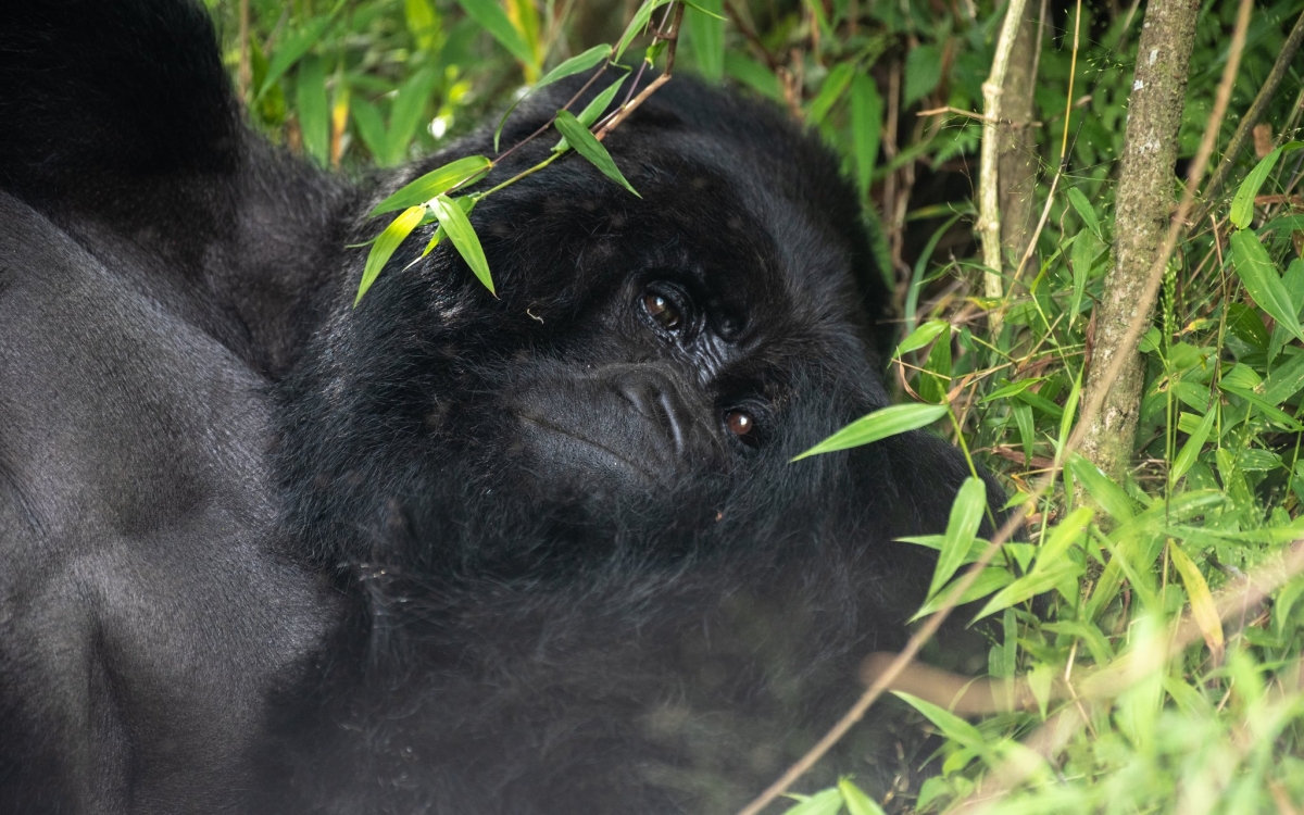 2-Night / 3-Day Bwindi Gorilla Trekking Safari