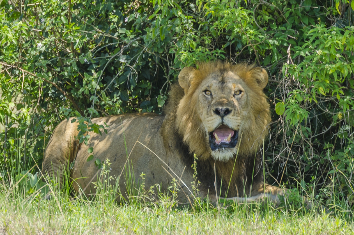 4 Days Safari  Lake Mburo and Queen Elizabeth National Parks