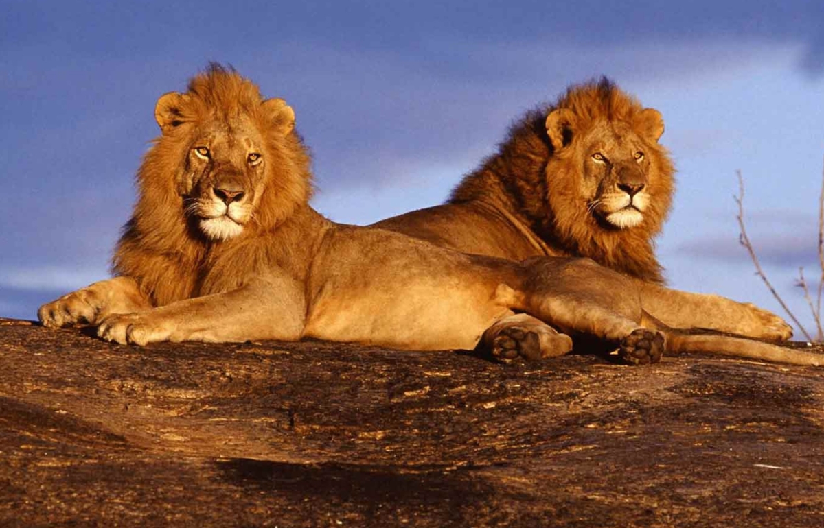 3 Day Masai Mara Game Drive – Mid-Range Lodge