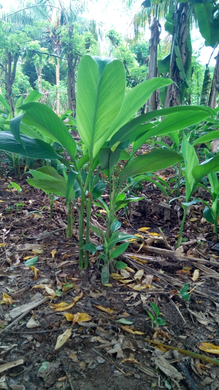 Zanzibar - Spice tours