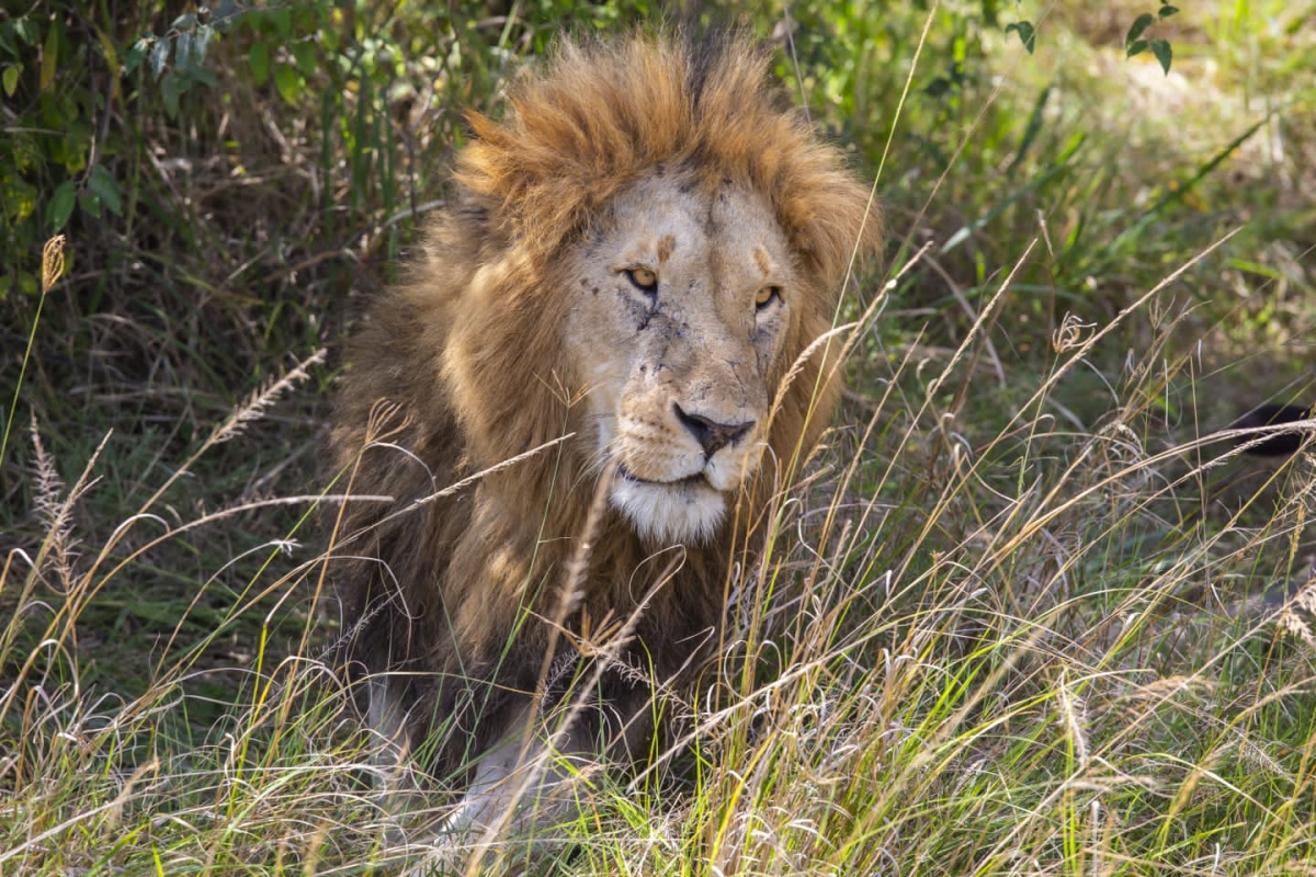 3 days 2 nights Masai mara safari