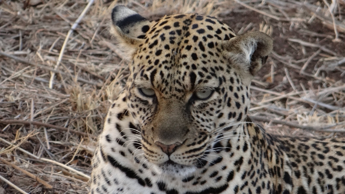 12 Days Nairobi- Samburu- Ol Pejeta- Nakuru- Masai Mara- Naivasha- Amboseli and Tsavo Experience