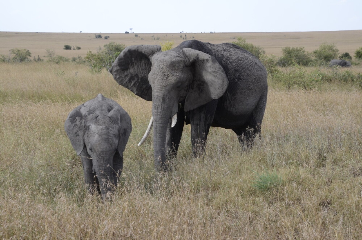 3-Day Luxury Safari to Serengeti National Park and Ngorongoro Crater