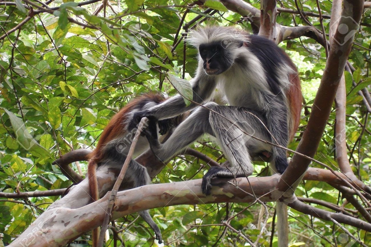 Jozani Forest Tour (Red Colobus Monkeys)