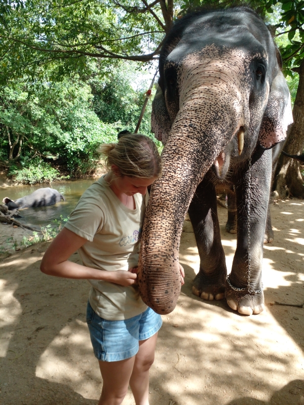 ? Elephants of Sri Lanka