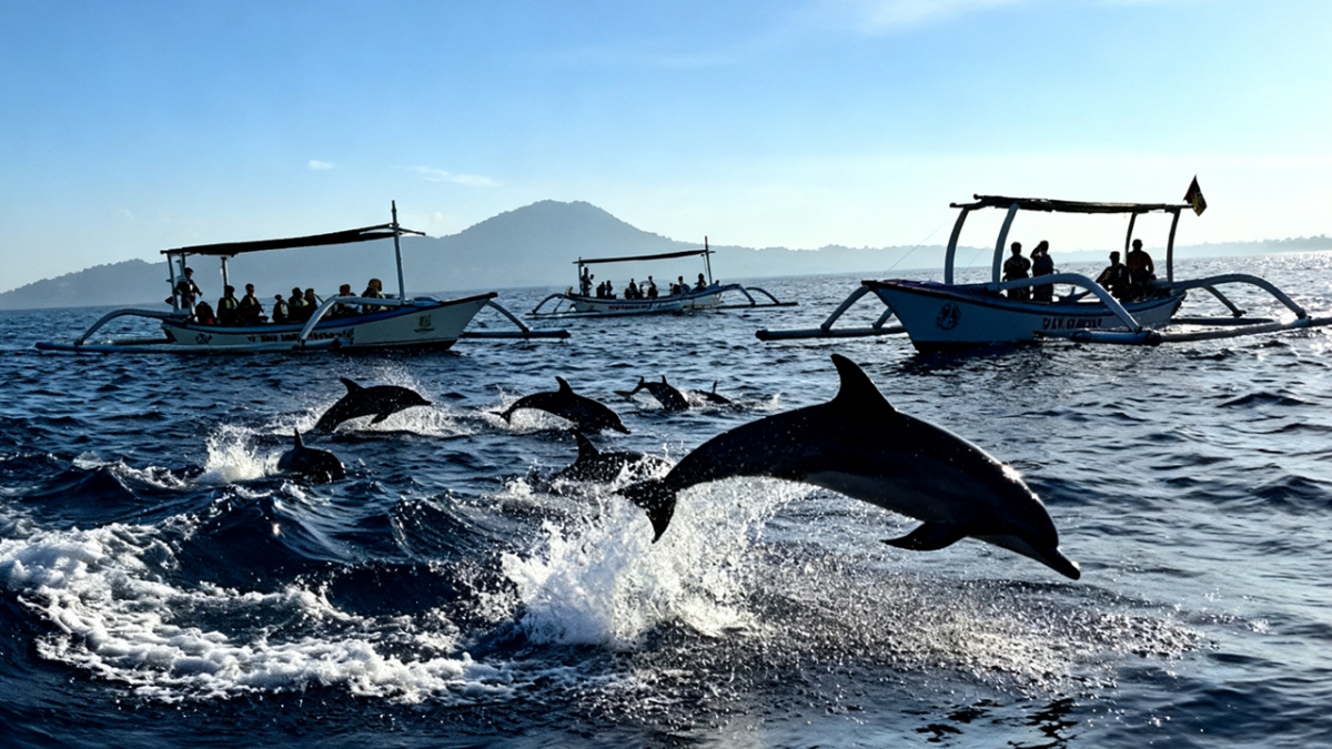 Bali: Lovina Sunrise Dolphin Watching Small-Group Boat Tour