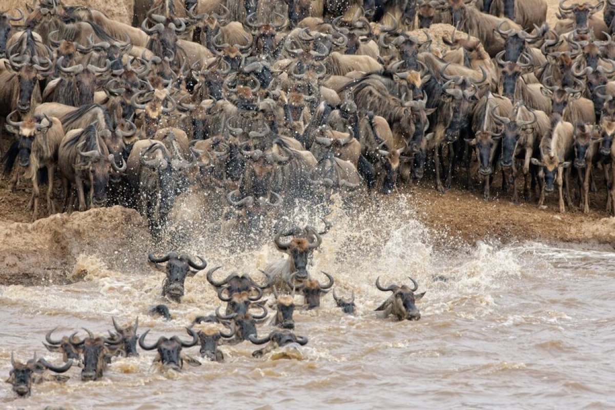 serengeti great wildebeest migrations safari