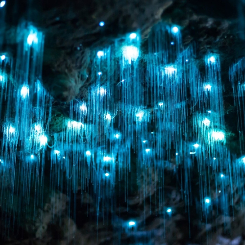 Hop on Hop off Glow Worm Day Tour from Brisbane or the Gold Coast
