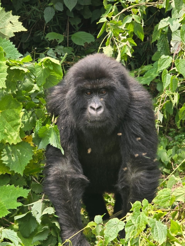 1 Day Gorilla Trekking Experience – Volcanoes National Park