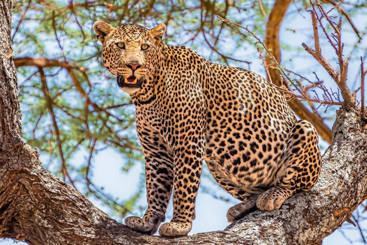 8 Days Masai Mara and Diani flying package