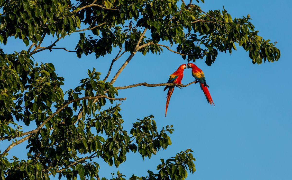 Colorful Costa Rica Luxury Coach Tour 8 Days 7 Nights | Guaranteed Departures
