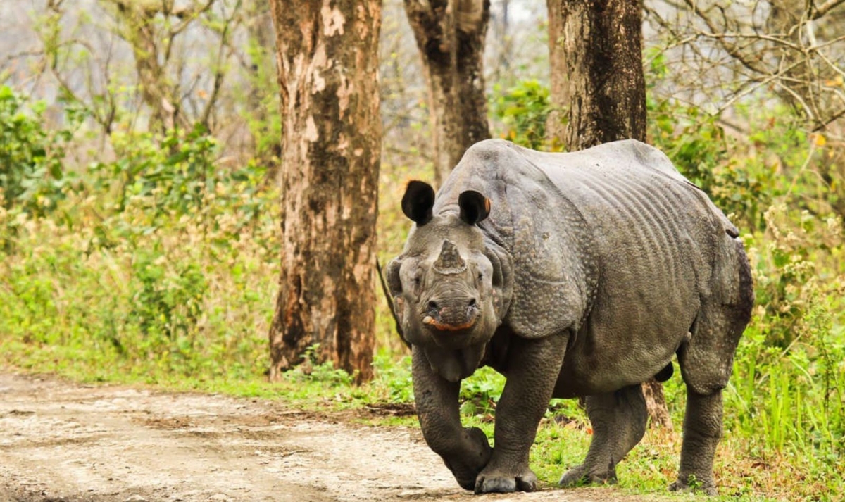 North to East India with Taj & Kaziranga Experience