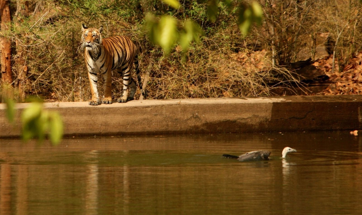 Exotic India, Mumbai, Pench Tiger Safari & Shimla Hills