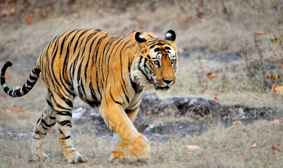 Pench, Kanha Tiger Safari & India Temple Treasures