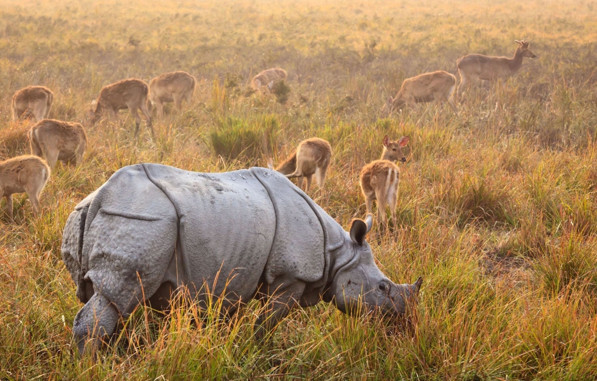 Assam, Darjeeling & Bhutan Odyssey