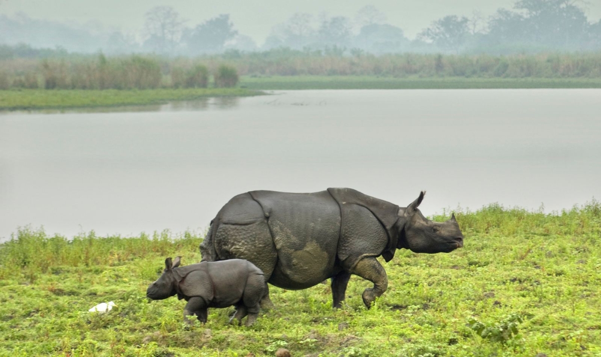 Northeast India Monastic & Kaziranga Wildlife Tour