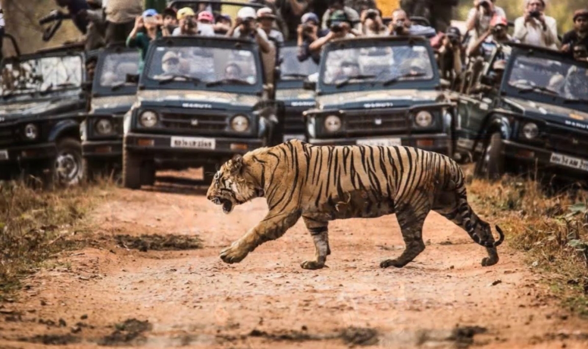 India Tiger Photography Tour