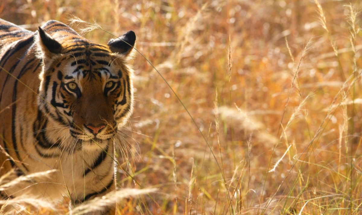North India Adventure