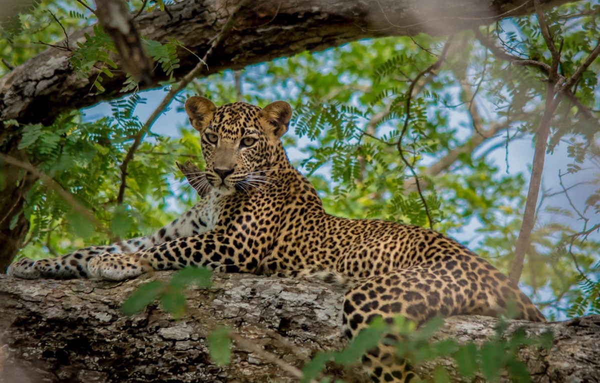 Sri Lanka, Wonders of the Wild