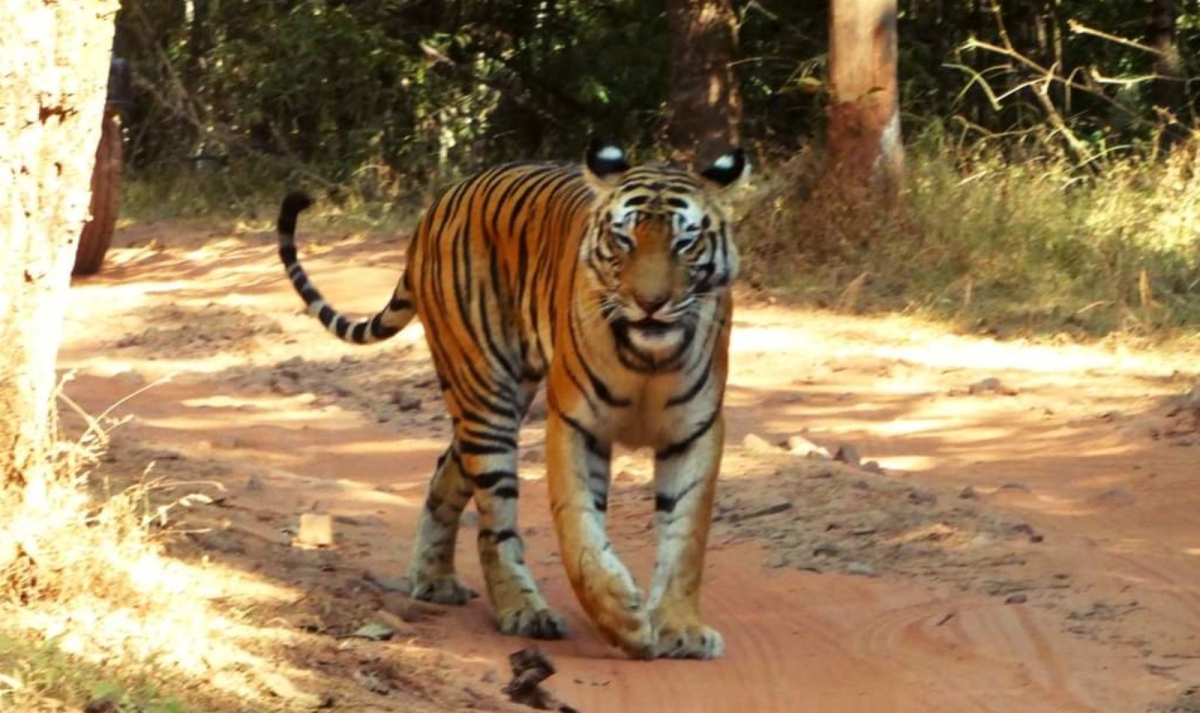 Rajasthan with Varanasi Tour