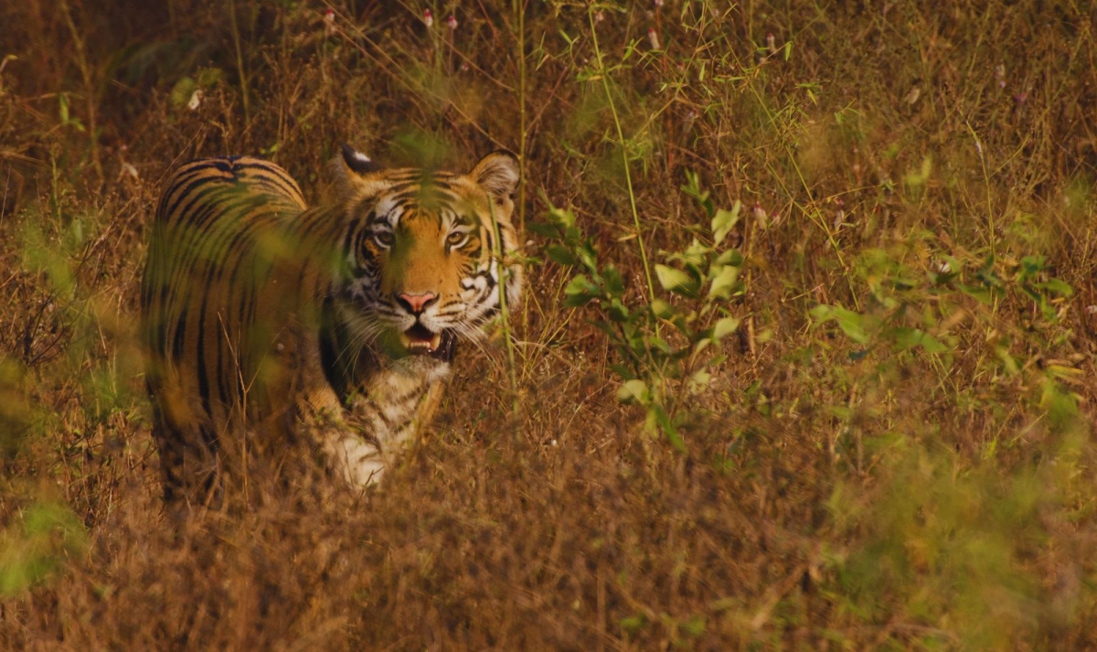 Rajasthan Tour with Ranthambore