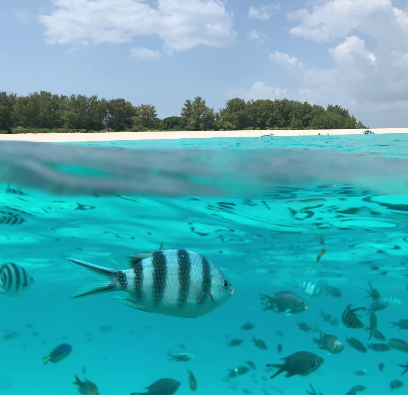 Zanzibar: Mnemba Island Snorkeling & Dolphin Watching Tour with Lunch