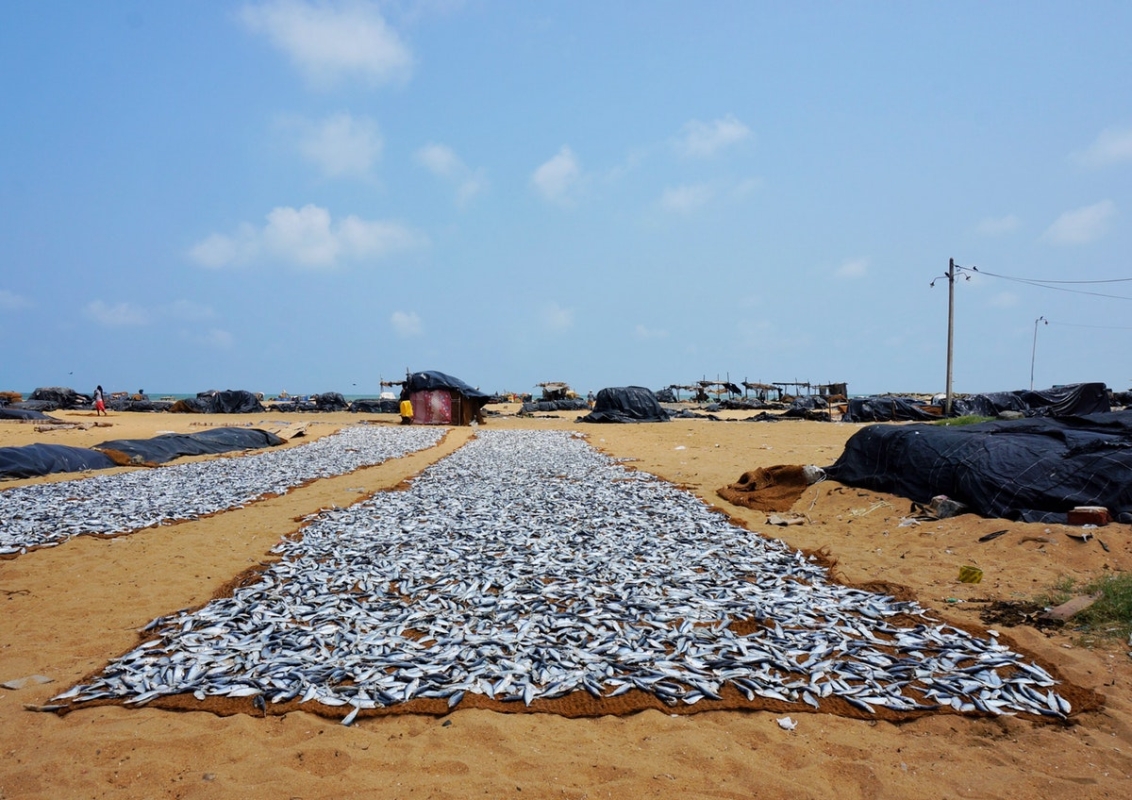 Explore Sri Lanka in Style – 7 Days
