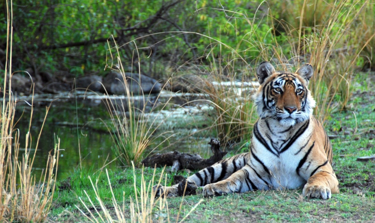 Royal Rajasthan with Ranthambore Tiger Safari