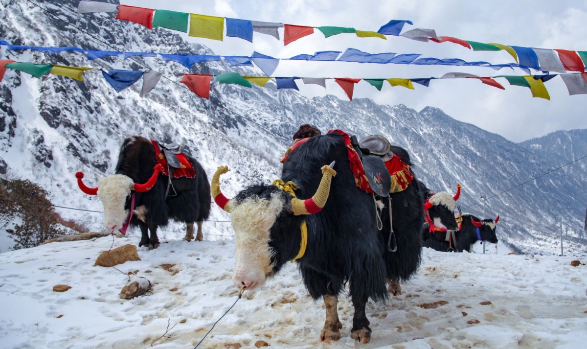 Sikkim to Darjeeling Himalayan Trails By G Experiences