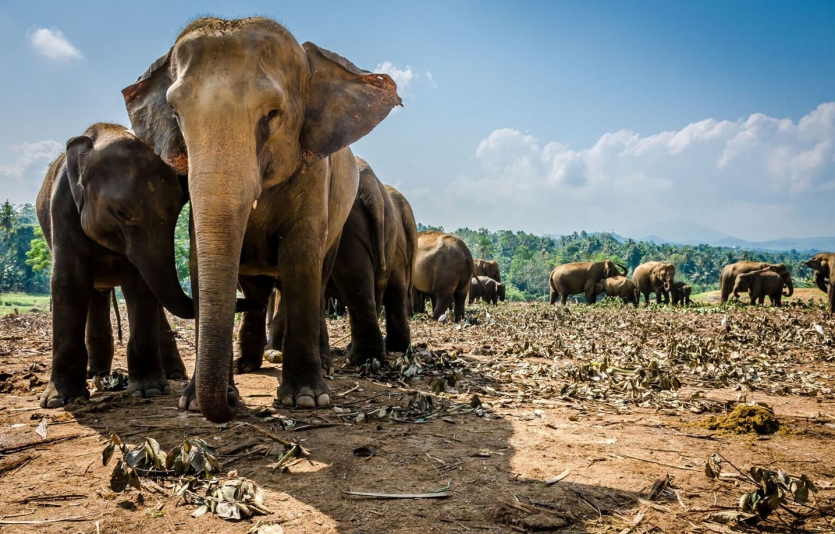 Sri Lanka a Lifetime Experience By G Experiences