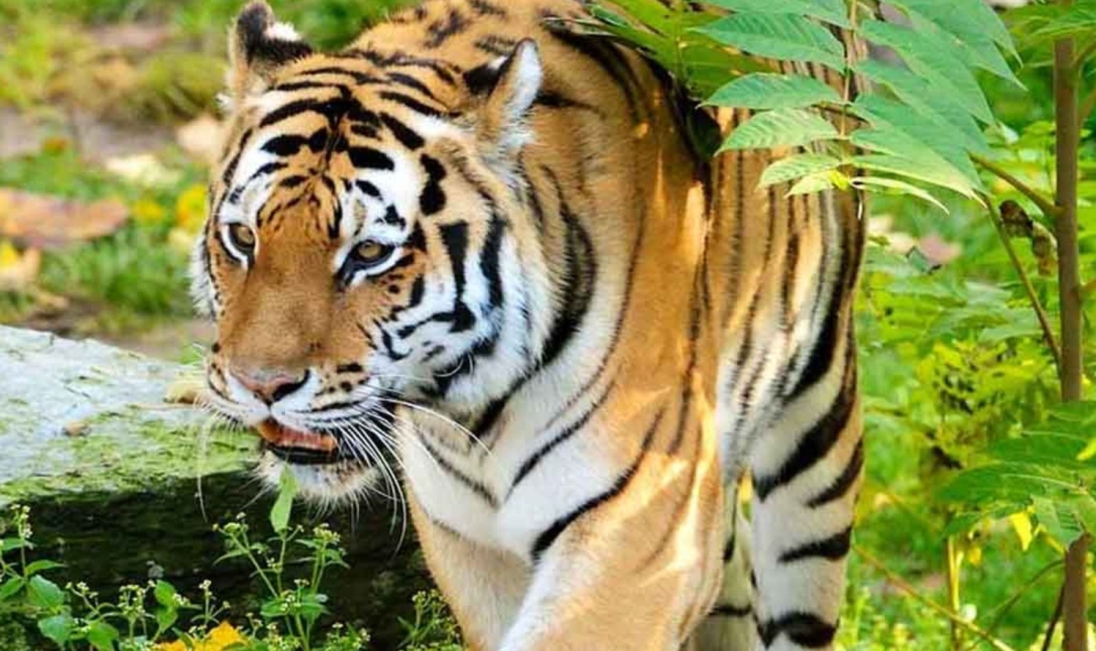Golden Triangle & Tiger Trails By G Experiences