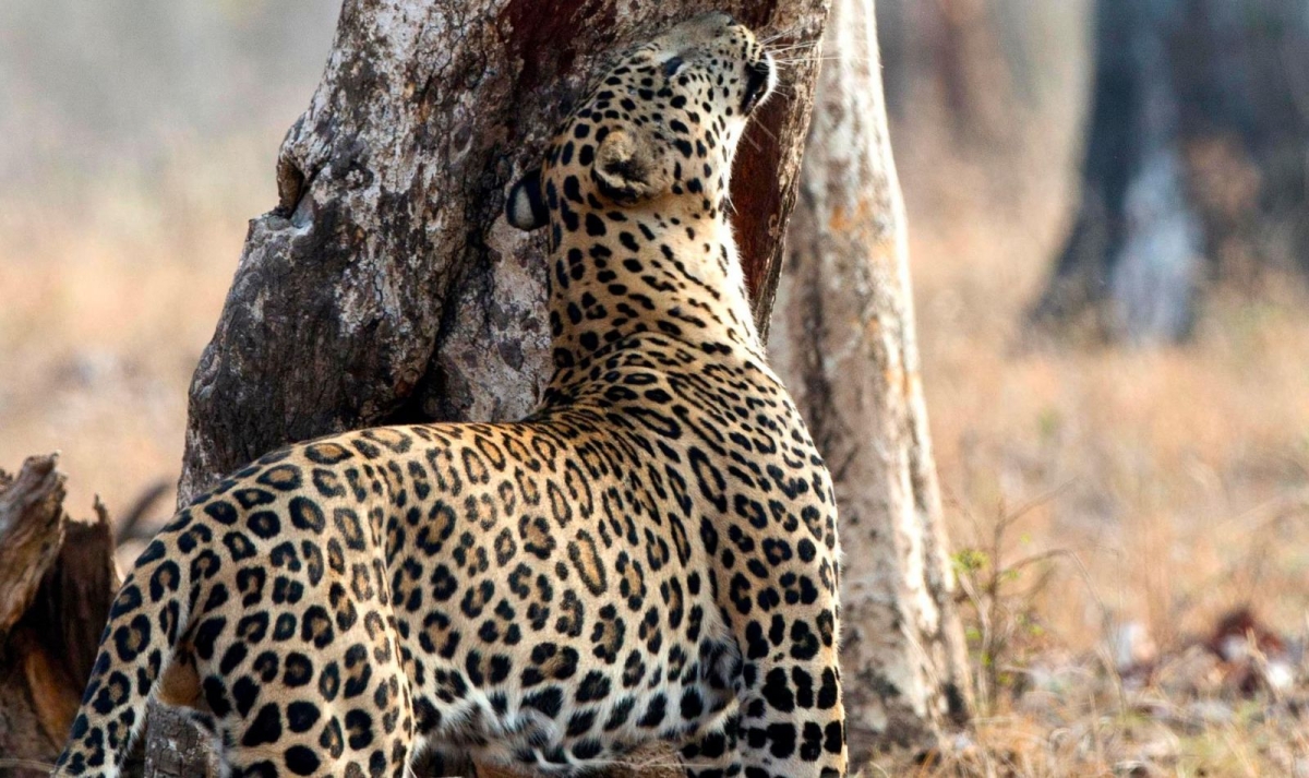 South India Wildlife and Backwaters Trails By G Experiences