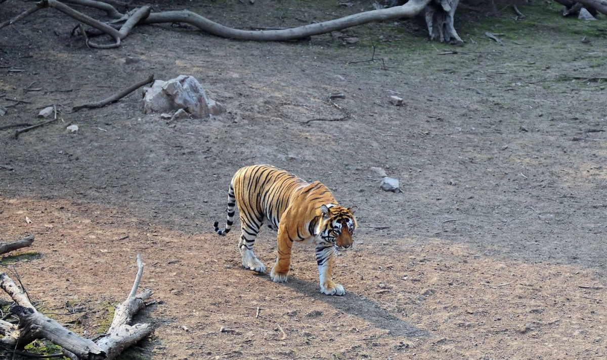 Rajasthan Heritage & Tiger Trails By G Experiences
