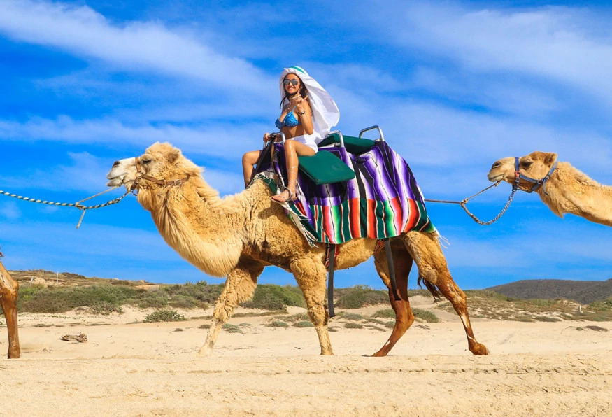 Daily Camel Riding Tour