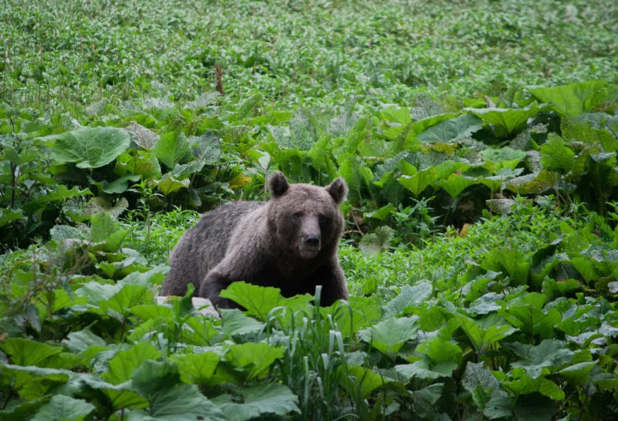 Private Hiking and Bear Watching in the Carpathian