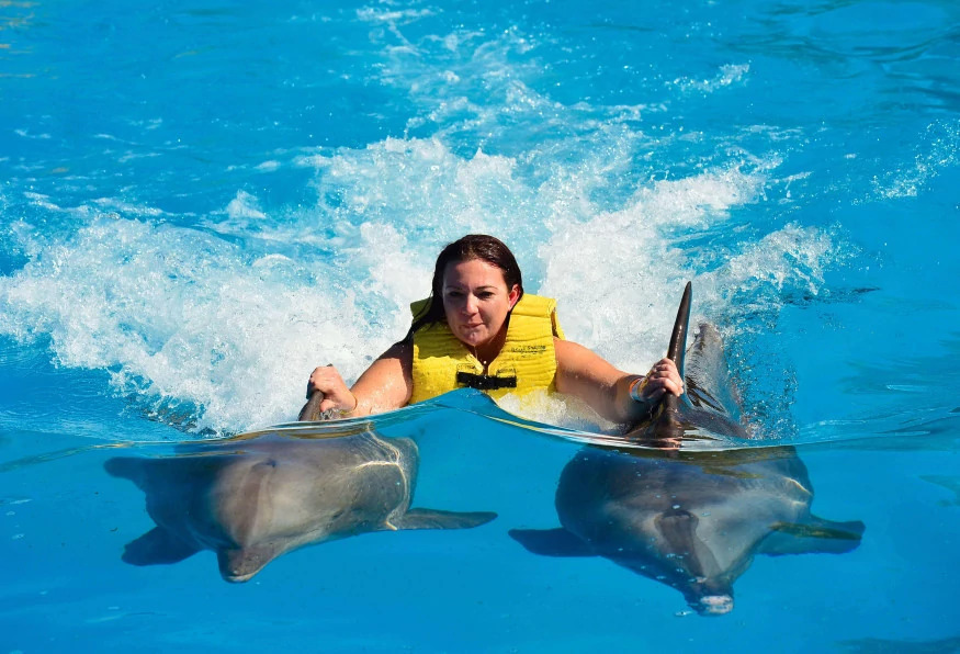 Daily Marmaris Dolphin Show