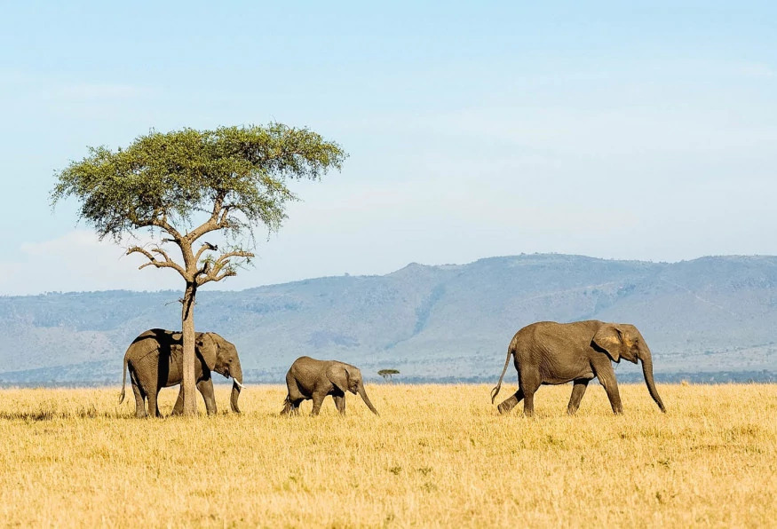 11 Days Wildlife & Culture Tanzania Private Safari