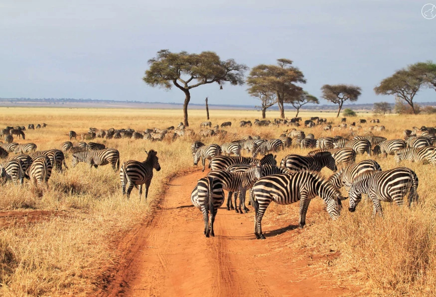 9 Days Tanzania Migration Safari