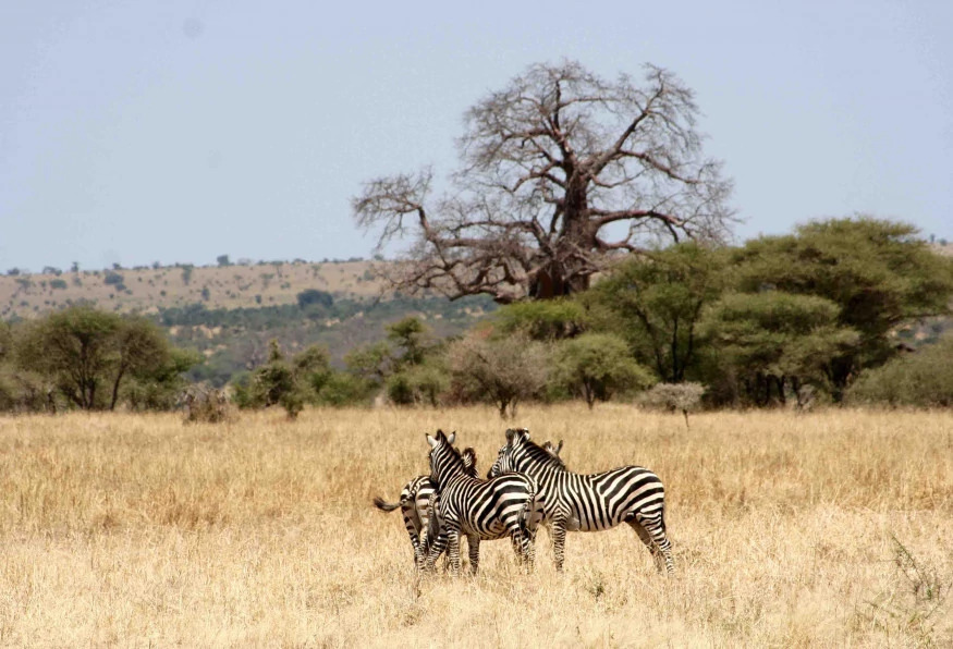 9 Days Tanzania Migration Safari