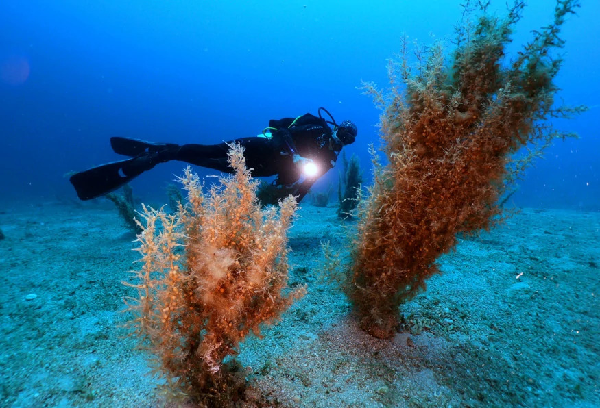 Daily Bodrum Scuba Diving Tour From Didim