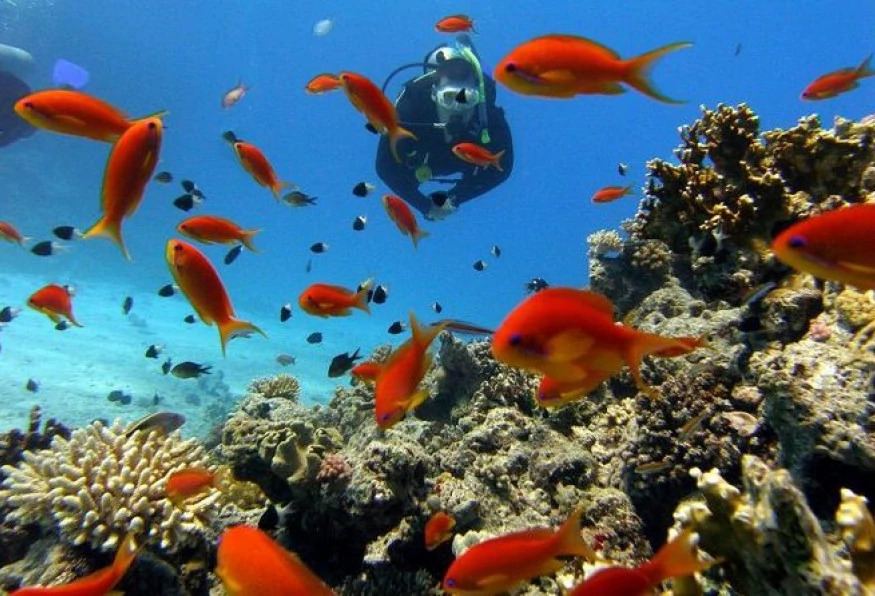 Daily Didim Scuba Diving Tour