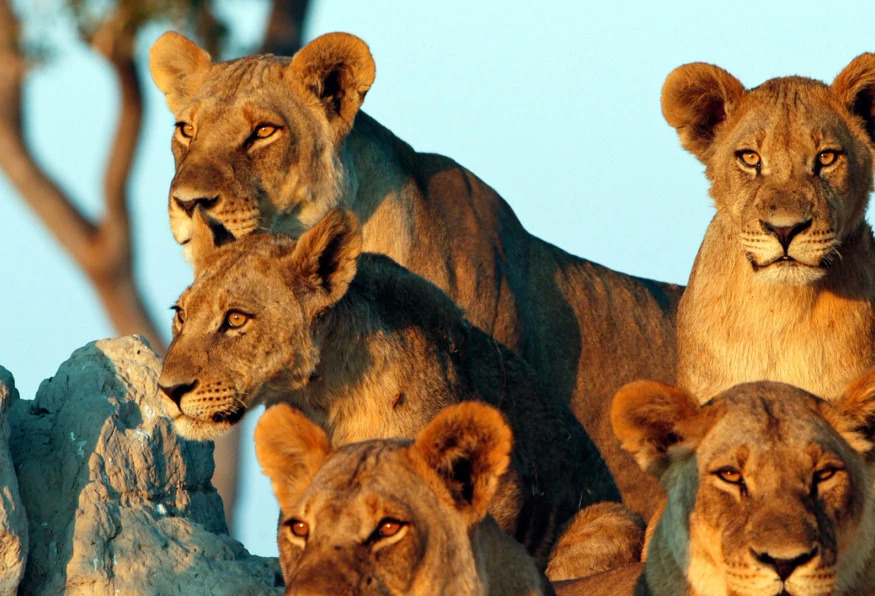 6 Days Family Tanzania Safari Vacation Tour 2022