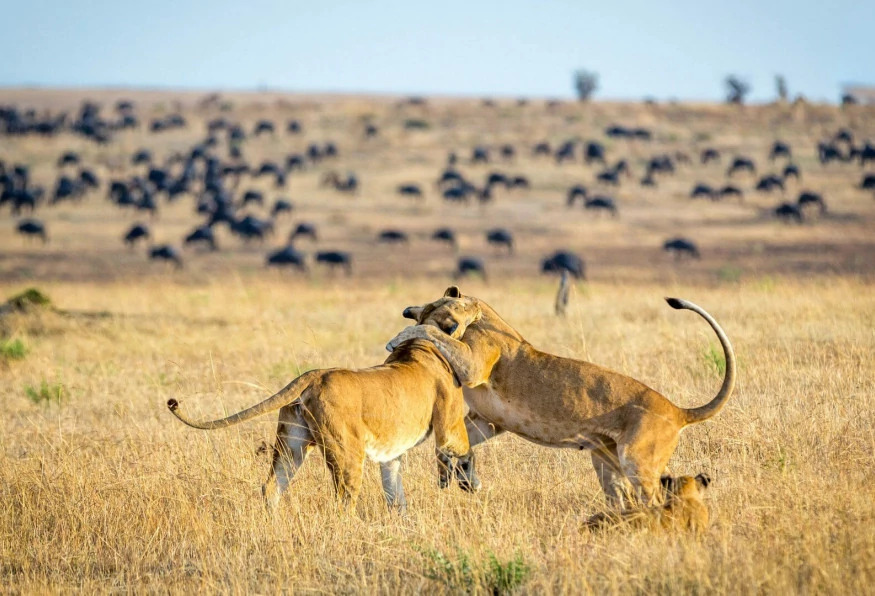 6 Days Family Tanzania Safari Vacation Tour 2022